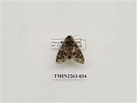 藏品(夙舟蛾屬)的圖片